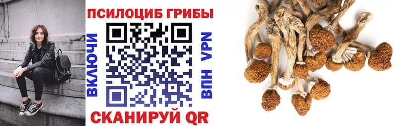 Псилоцибиновые грибы Cubensis  Катайск 